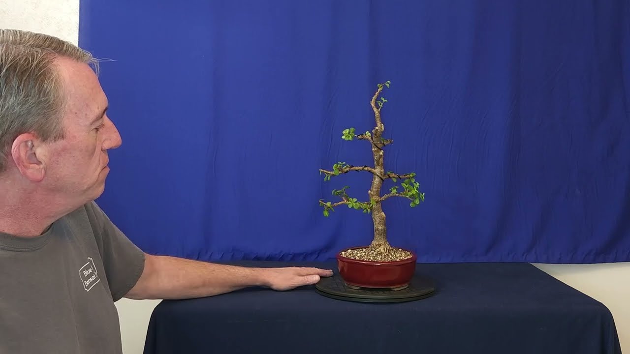 My big dwarf jade and a arboretum tour.