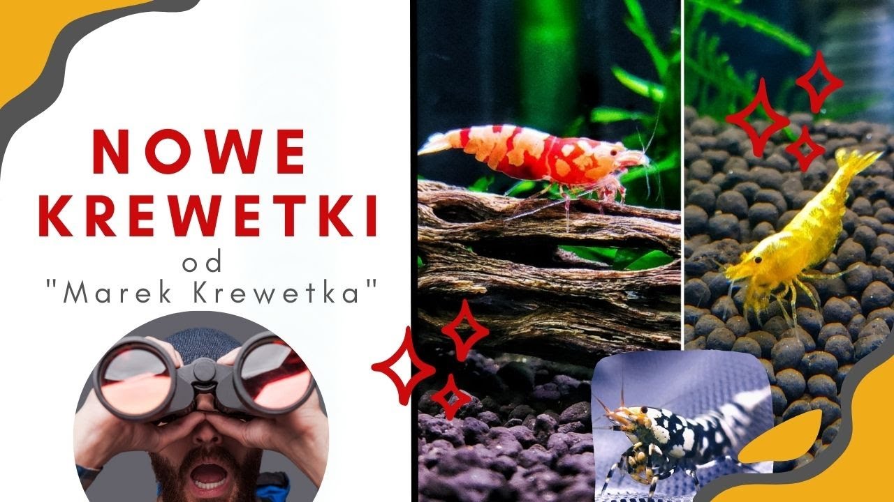 PIĘKNE KREWETKI OD MARKA KREWETKA - NOWOŚCI NA MOJEJ HODOWLI