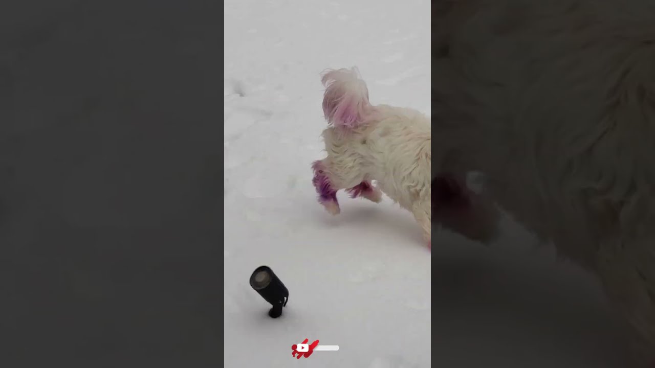 Впервые вижу снег #fypシ #fyp #snow #Memphis #sprinkles #puppy #furbaby #shihtzu