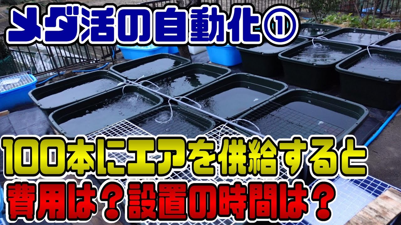 【メダ活の自動化】メダカ容器100本にエアレーションを導入したらどのくらい費用が掛かったか？設置時間は？