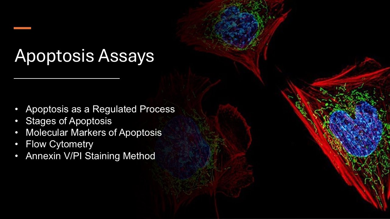 Apoptosis Assays (Notes included)