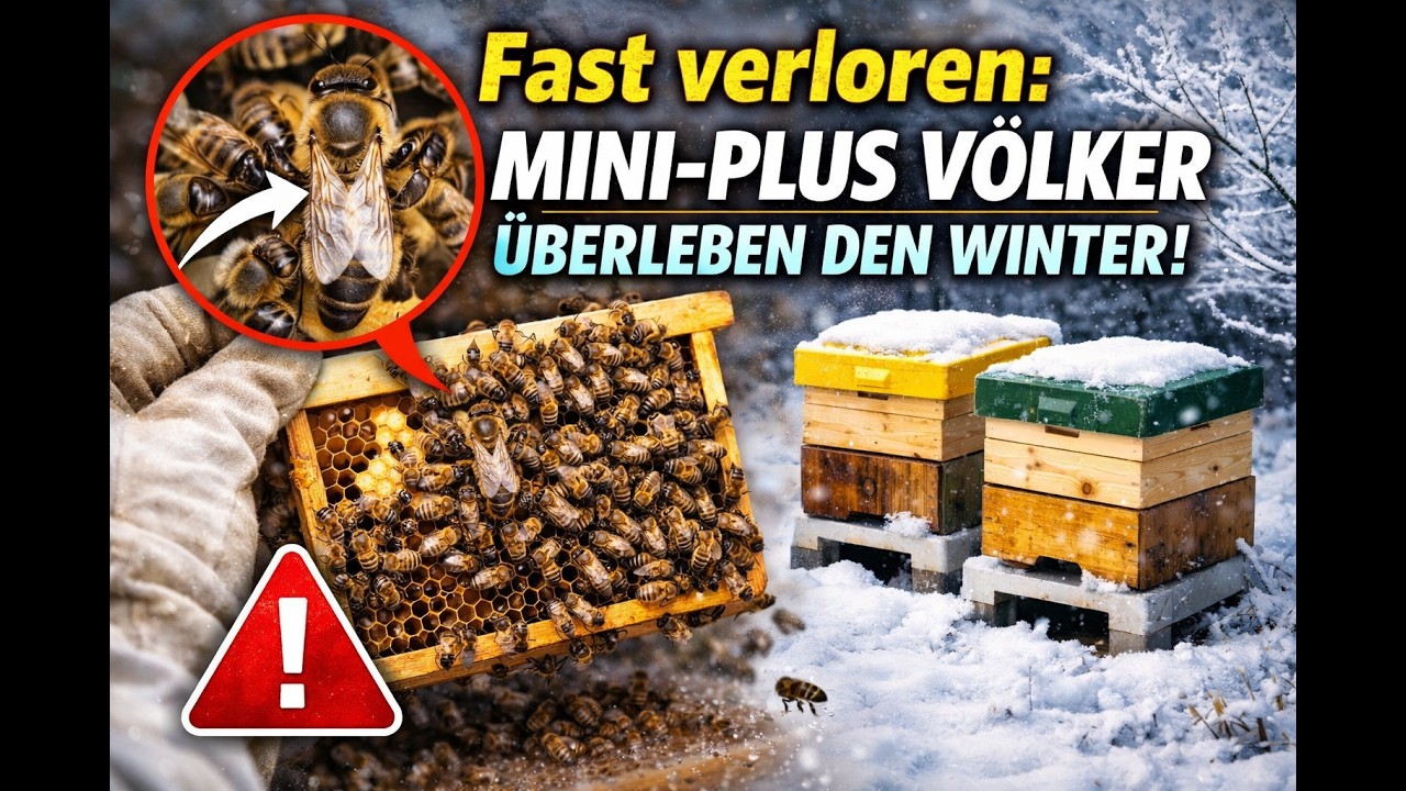 „Fast verloren: Mini-Plus Völker überleben den Winter!“