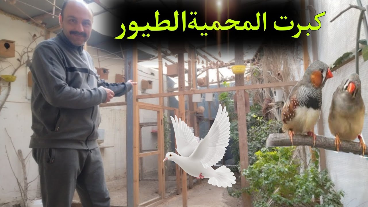 #طيور_الزينة  شوفو المحمية كبرت 🌷فتحت قاطع الفنشات