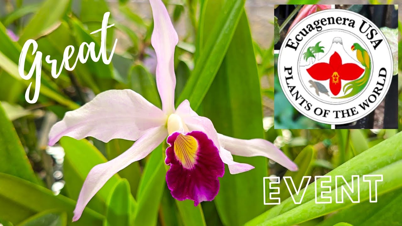 Ecuagenera Orchids & more event. September 2024.