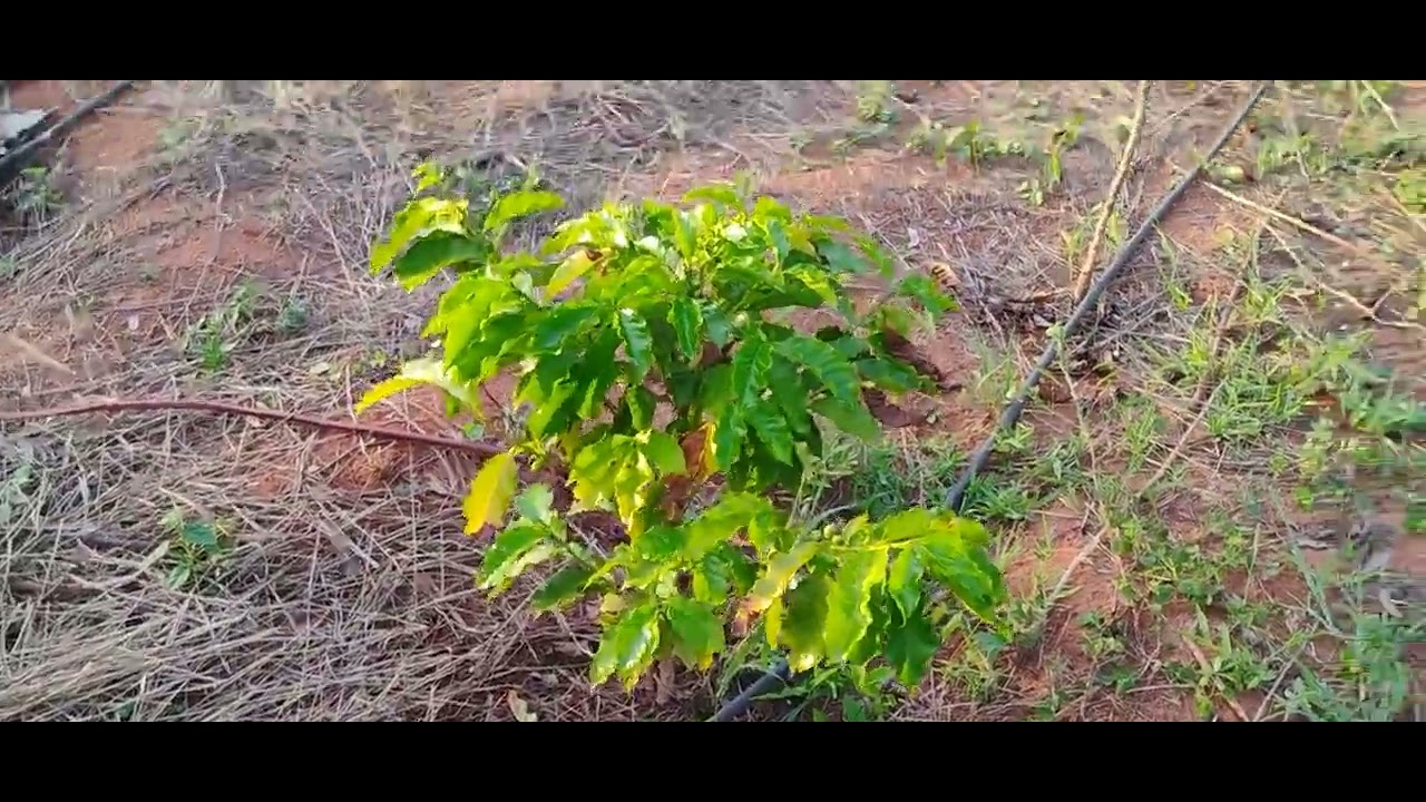 Olha como tá ficando minha pequena agrofloresta 