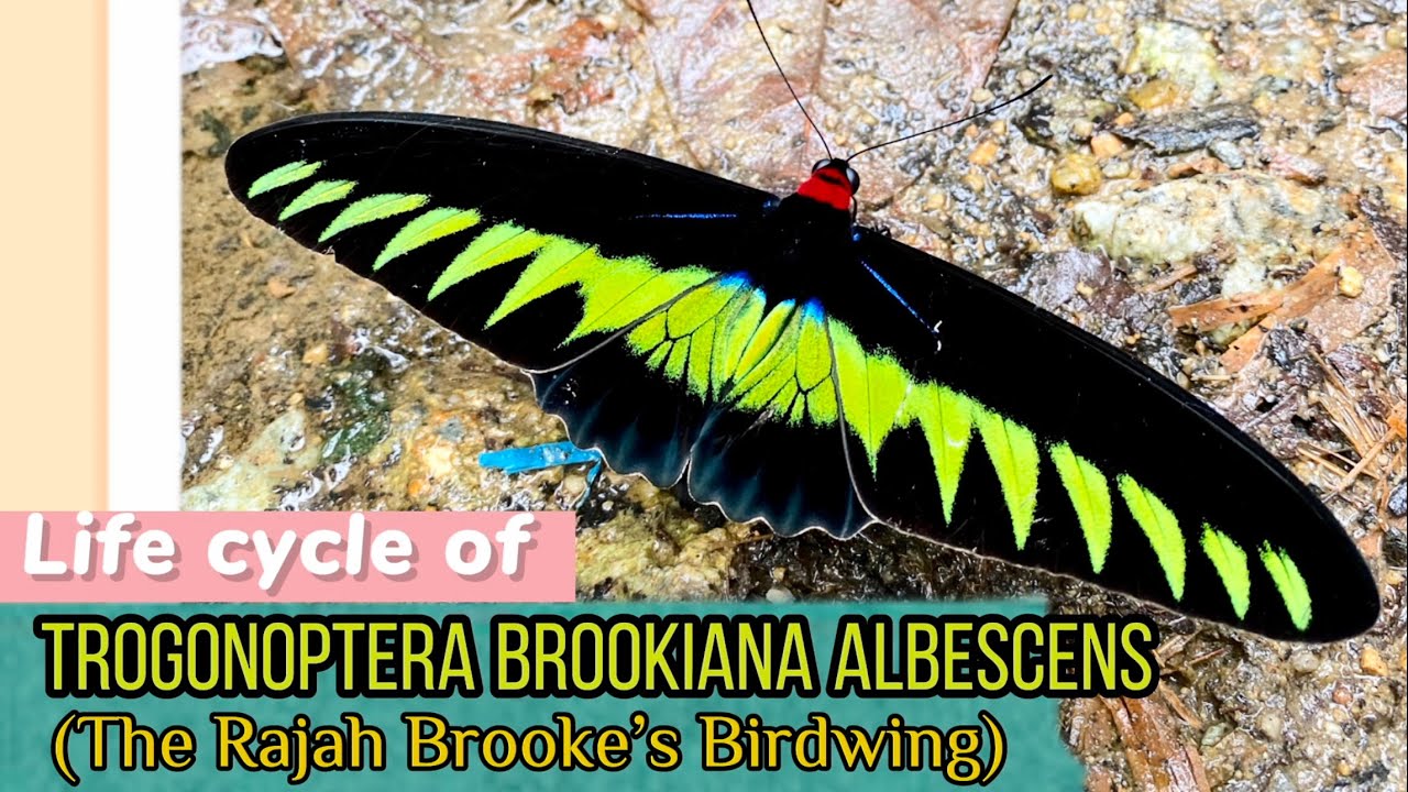 Butterfly lifecycle of Trogonoptera brookiana(Rajah Brooke’s Birdwing)#BirdwingButterfly#アカエリトリバネアゲハ