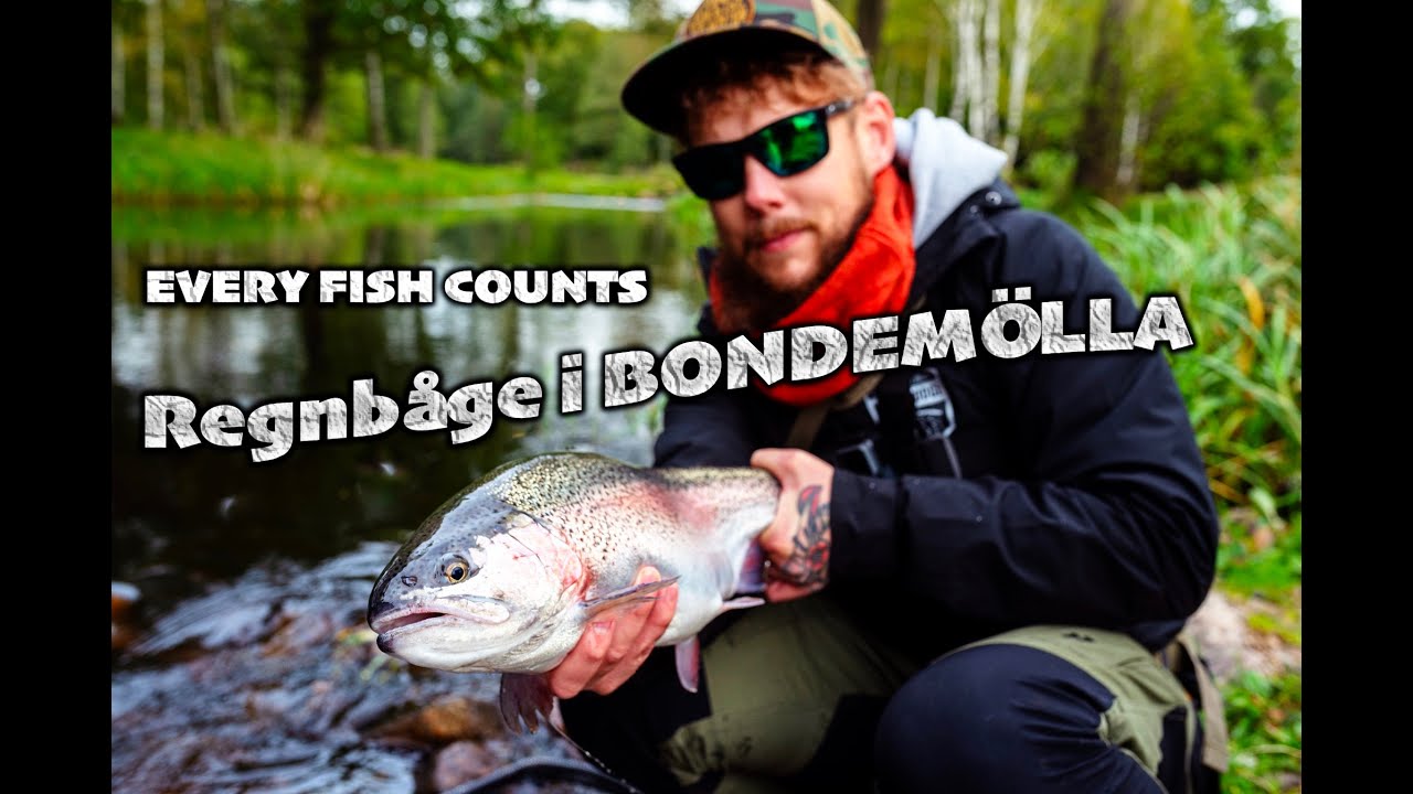 Regnbågsfiske Bondemölla hösten 2021 - Rainbowtrout in Bondemölla, Sweden. FLYFISHING
