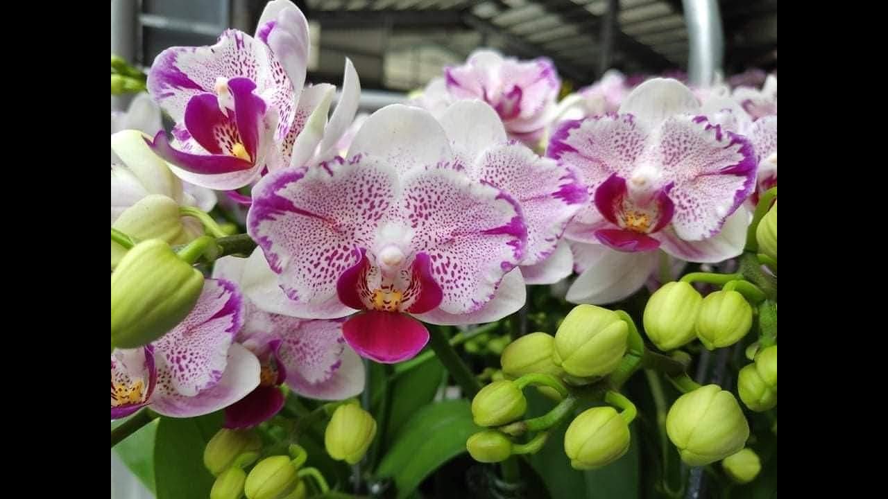 Бабочка Phal. Pampered Sakura( PF 5030) .