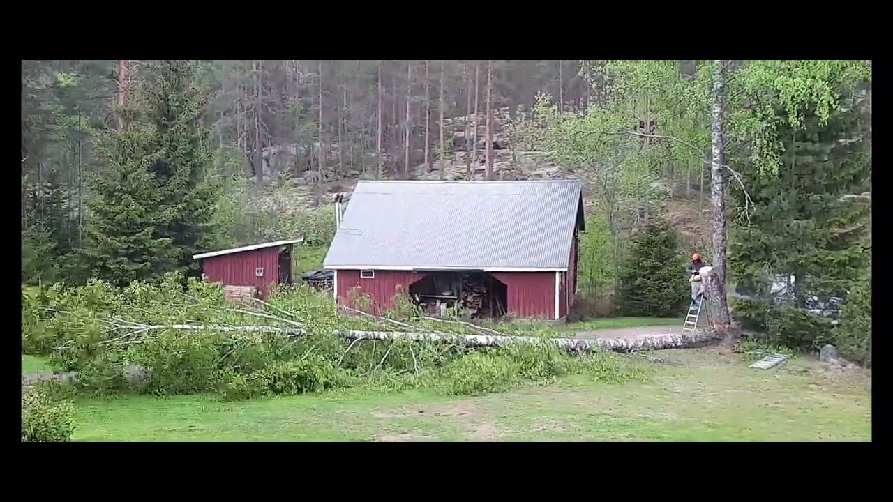 Pihakoivun kaato