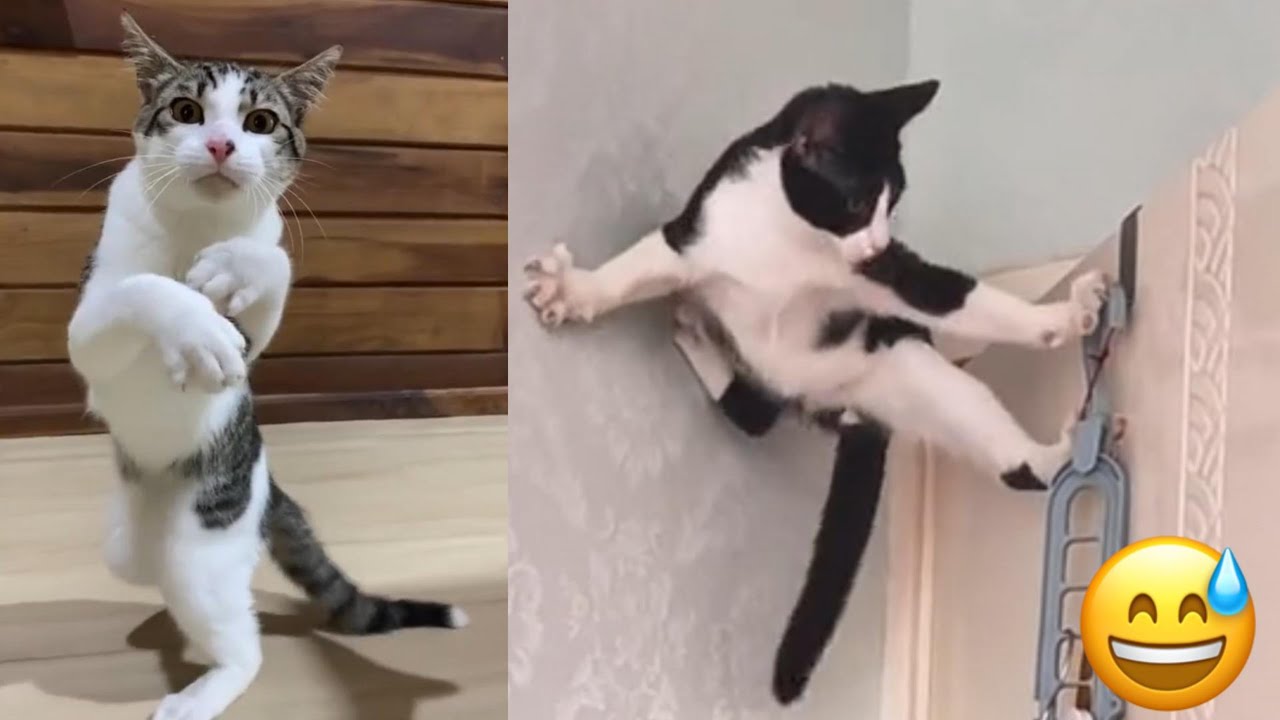 Cat catching goldfish and boxer cat