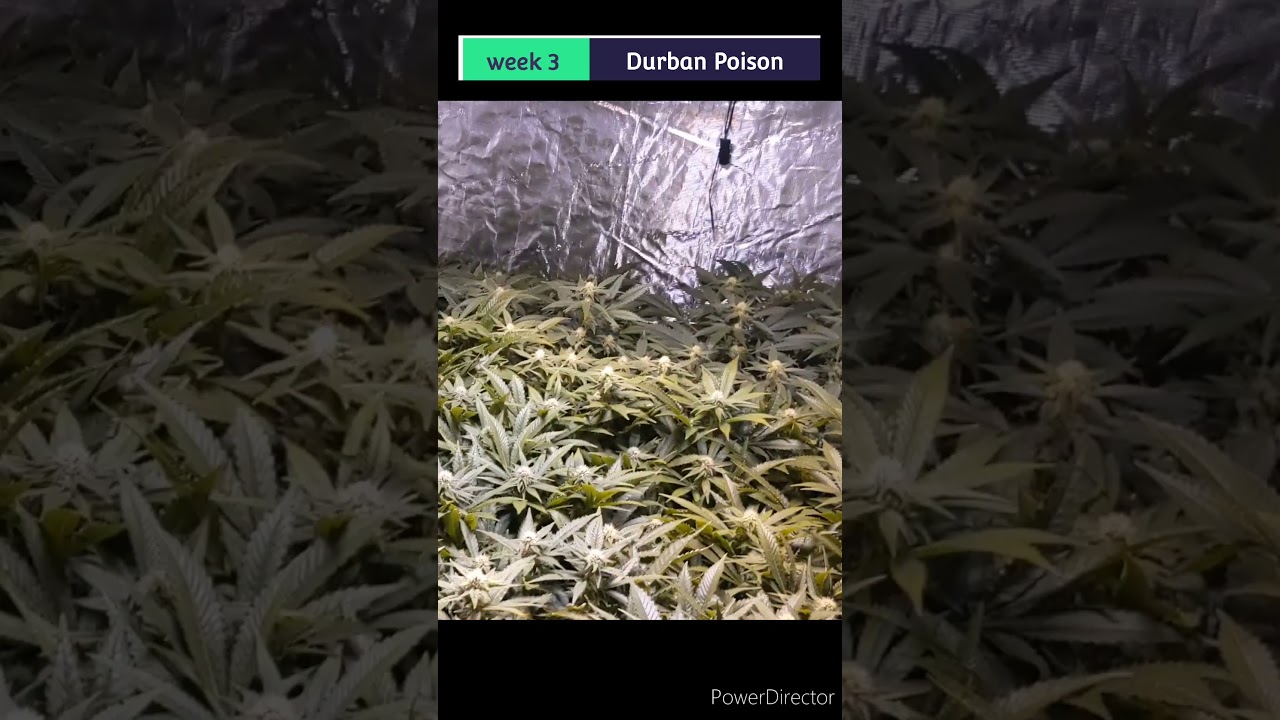 Cannabis grow log - Durban poison sunrise