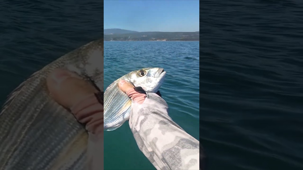 Z-man Guppy Grubz The Deal #fishing #fishing #zman