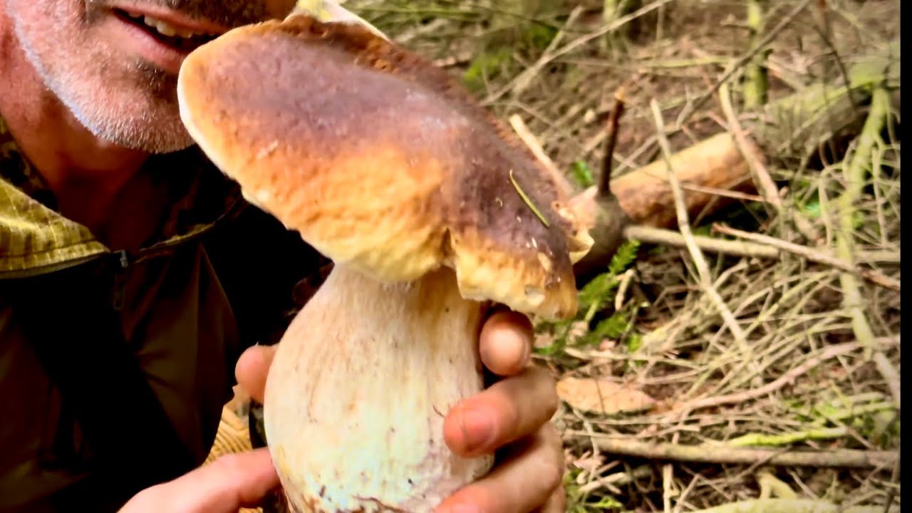 Edulis ed Estivi🚀 Spaziali 🚀 di fine luglio-Funghi porcini 2024🌲