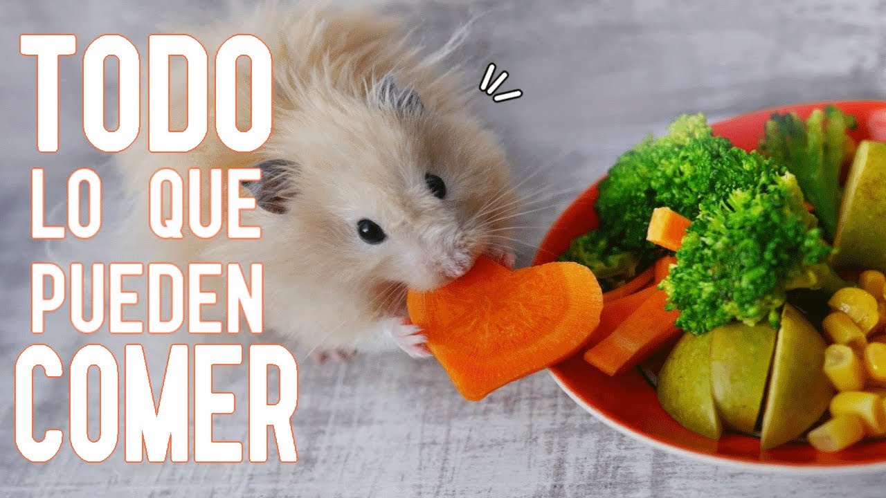 Que ALIMENTOS COMEN los HAMSTER 🧀🍓🐹 TODO LO QUE PUEDEN COMER!