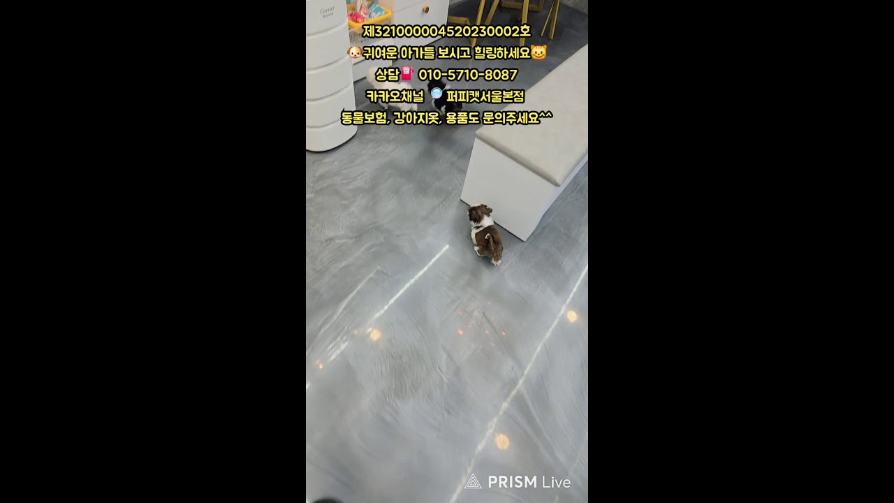 🐶퍼피캣서울본점😺 #퍼피캣  #강아지분양 #고양이 #고양이분양 #애견분양 #댕댕이 #라이브 #live