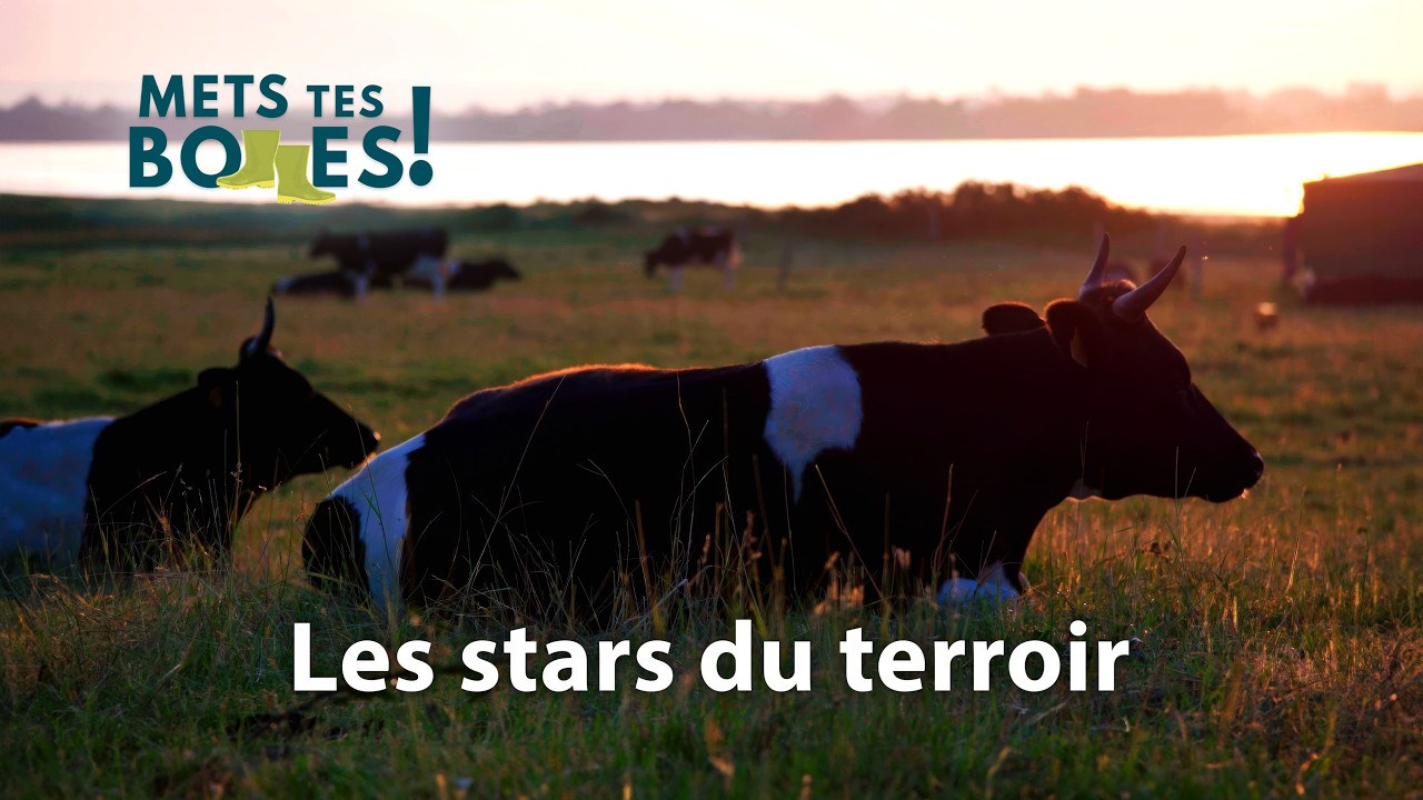 Comment vivent les vaches en France ?