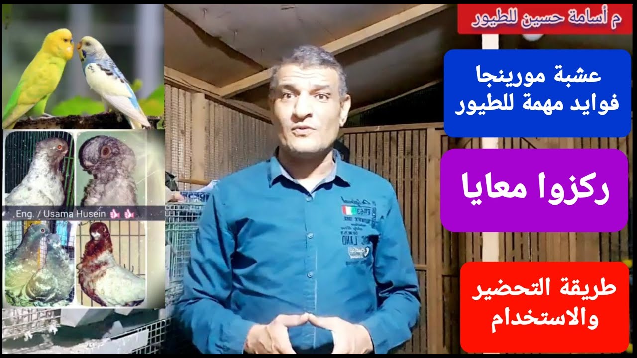 ركز معايا شوية فوايد عشبة المورينجا وطريقة تحضيرها السهلة والبسيطة للطيور وخاصة الحمام #م_أسامة_حسين