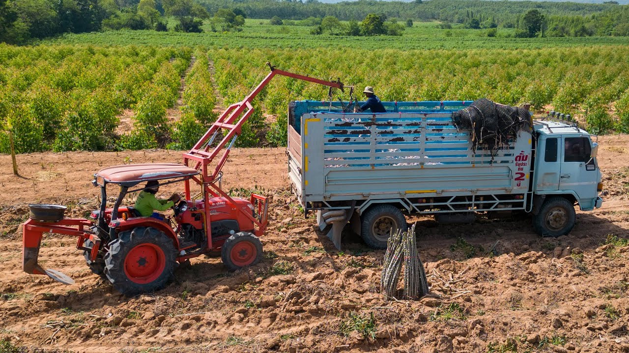 Cassava Harvesting 4K Drone