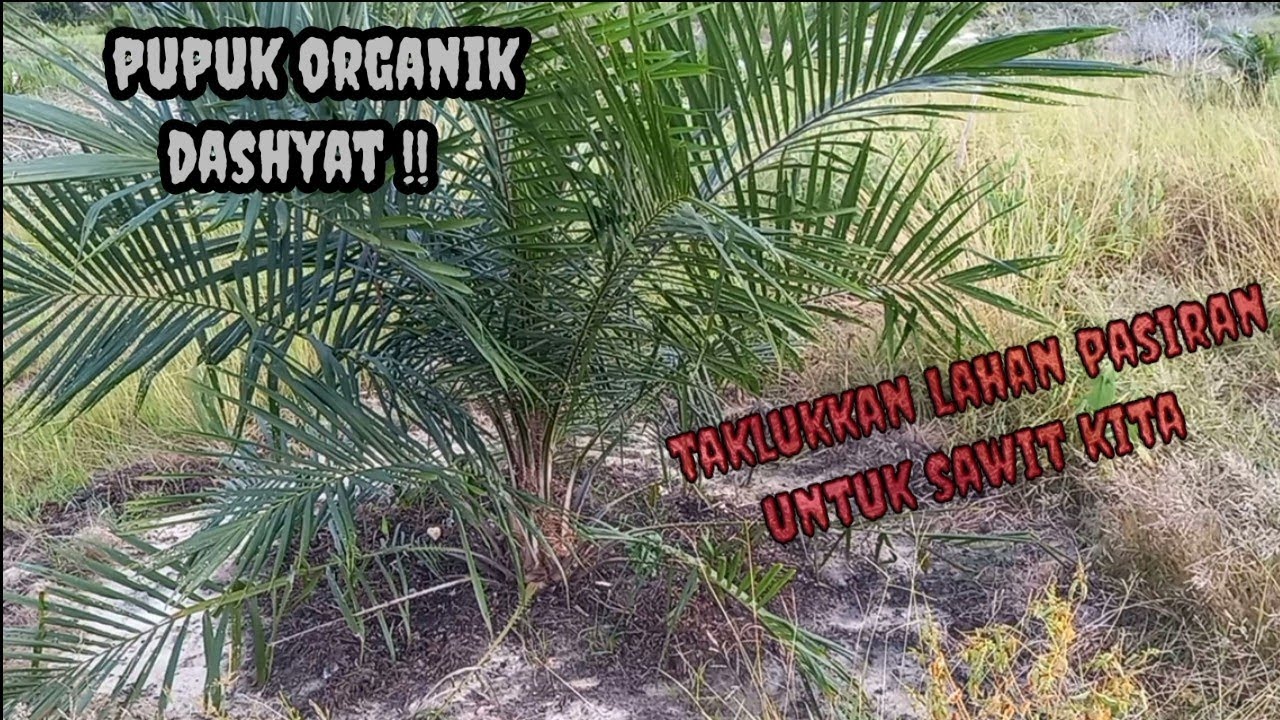 Anti gagal.!! Cara menanam sawit di lahan pasir (tanah tandus) |Planting palm tree on the arid land