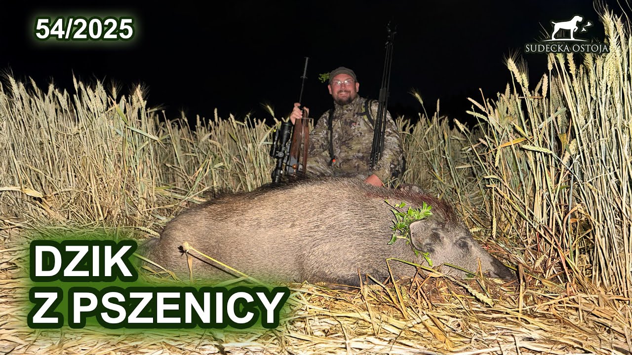 Dzik z pszenicy - SUDECKA OSTOJA 54/2025