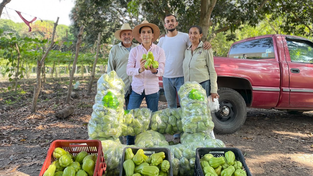 Huerta de CHAYOTES | 3 mil 500 hectáreas cultiva Veracruz  | México principal Productor en el mundo