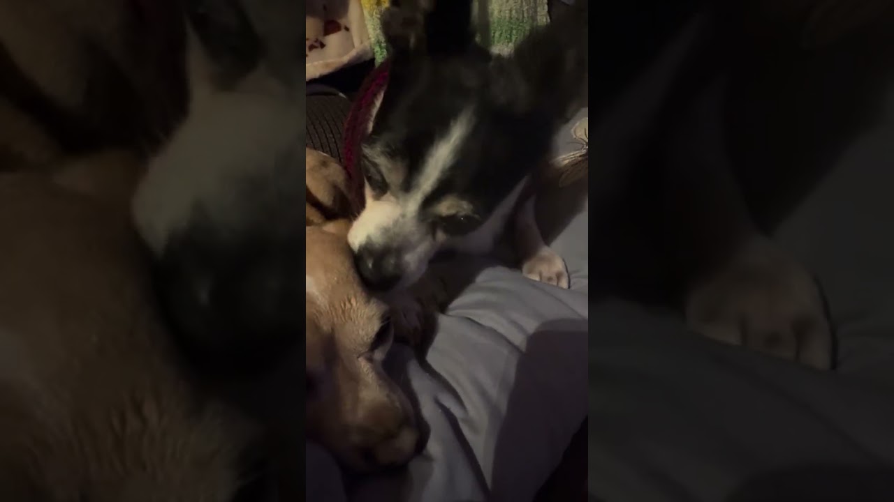 Lizzie & Bailey trying to stay warm. Rat terrier chihuahua ASMR