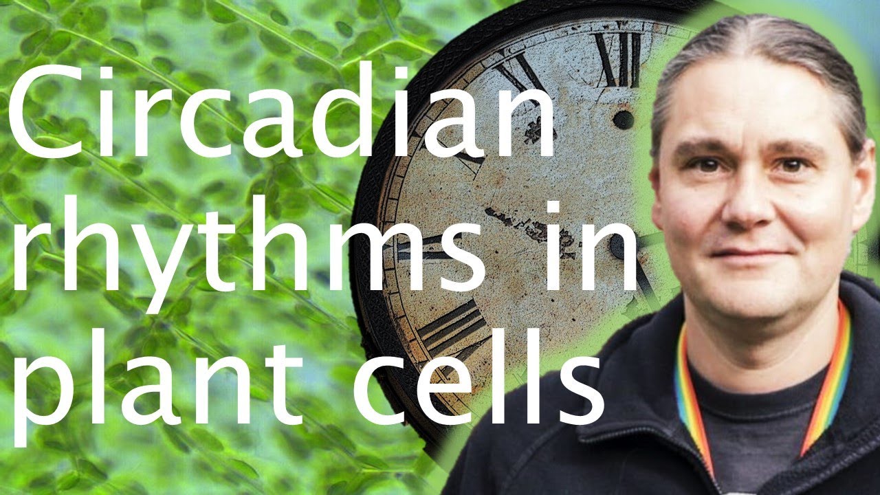 Circadian rhythms in plants: how do plants tell the time? - Antony Dodd