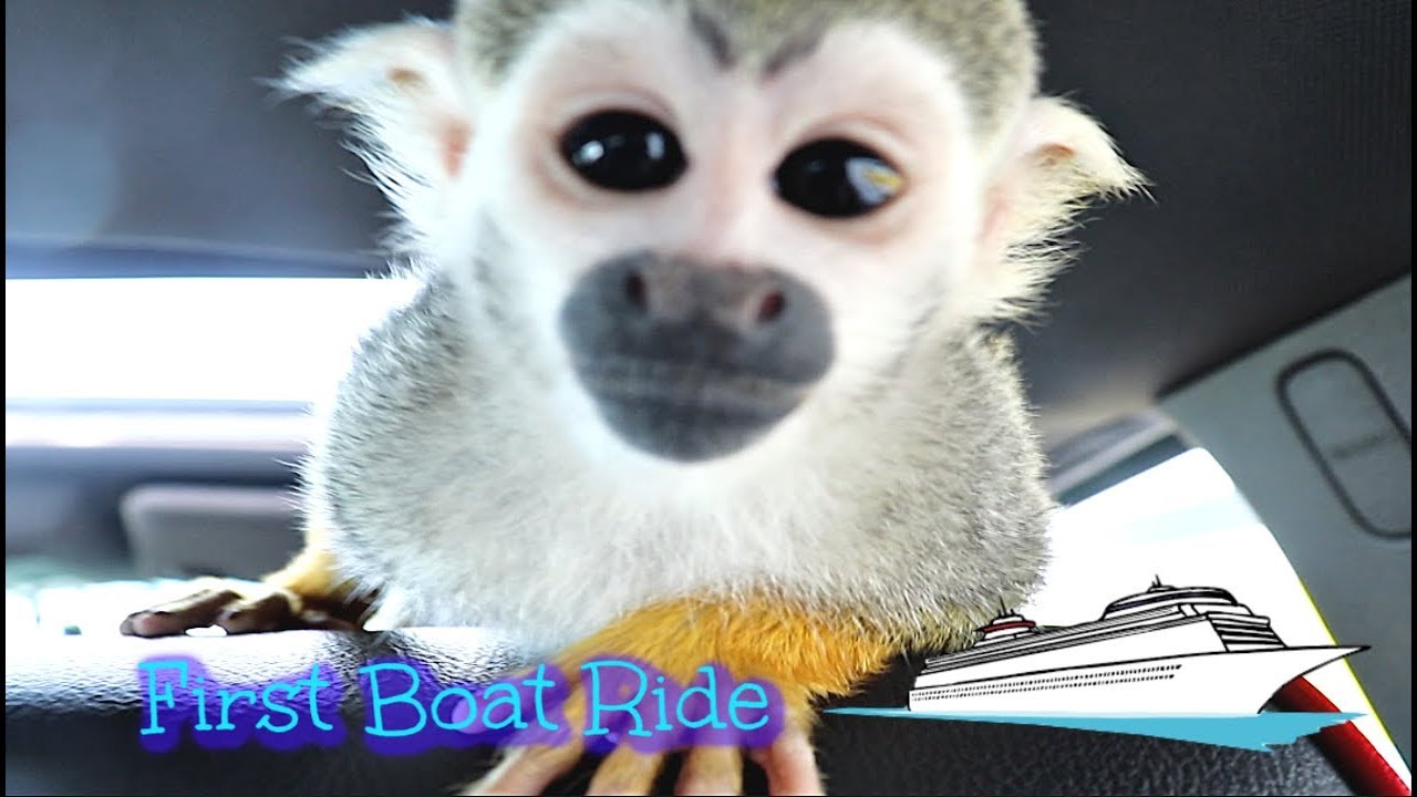 CURIOUS Baby Monkeys Boat Ride #babymonkey #babysquirrelmonkey