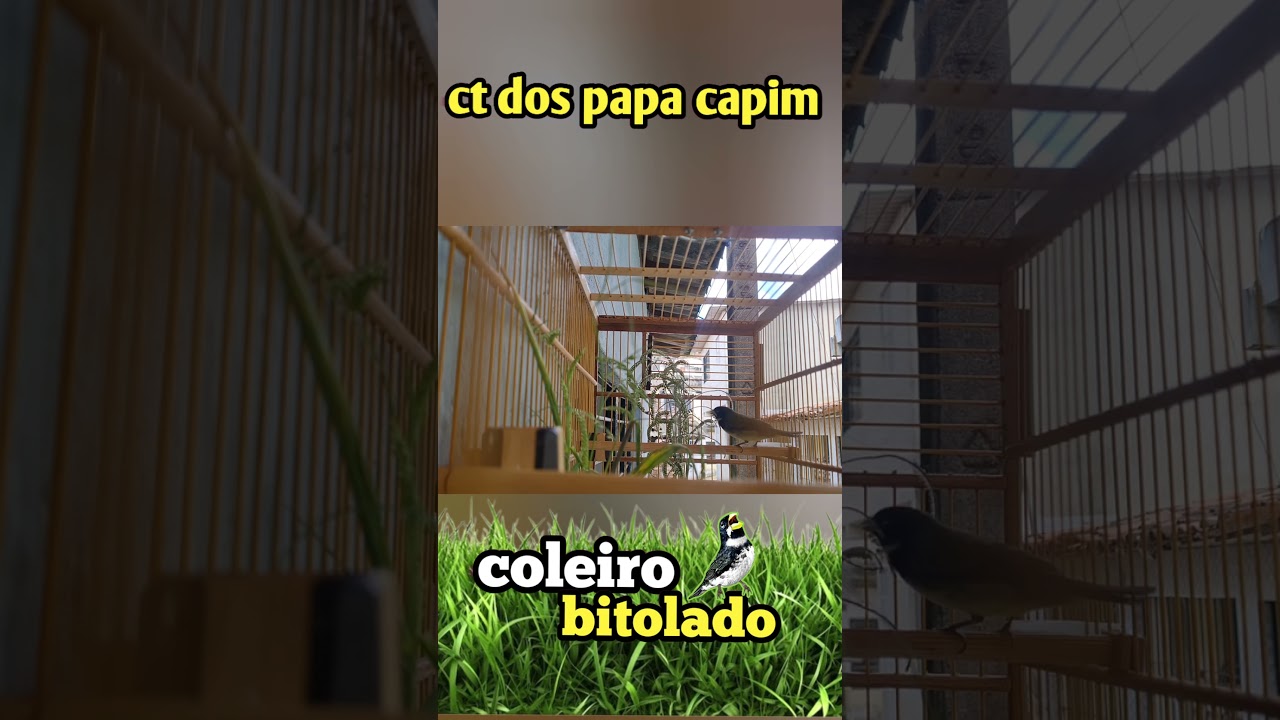 coleiro canto bitolado puro #coleiratuitui #papacapimtuitui #coleirobitola #cantobitola
