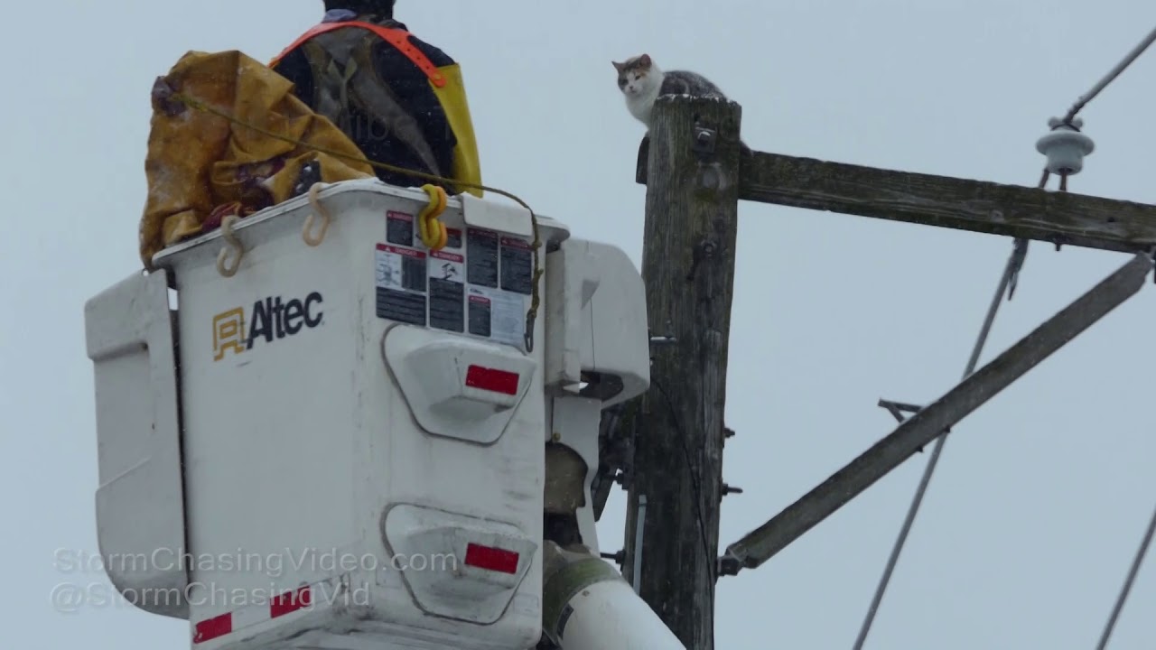 Chicago, IL - Cat Rescue From Utility Pole - 2/10/2019