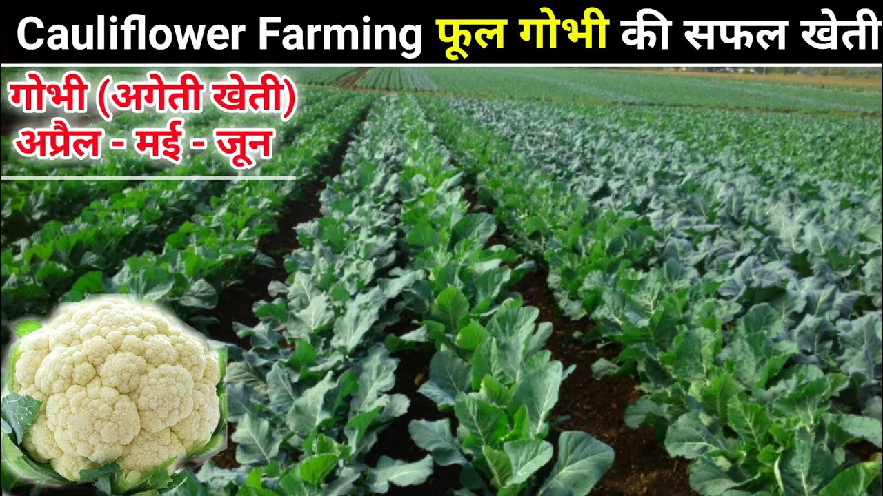 Cauliflower farming | फूल गोभी की खेती | Gobhi ki kheti | Cauliflower A2Z Farming | flower