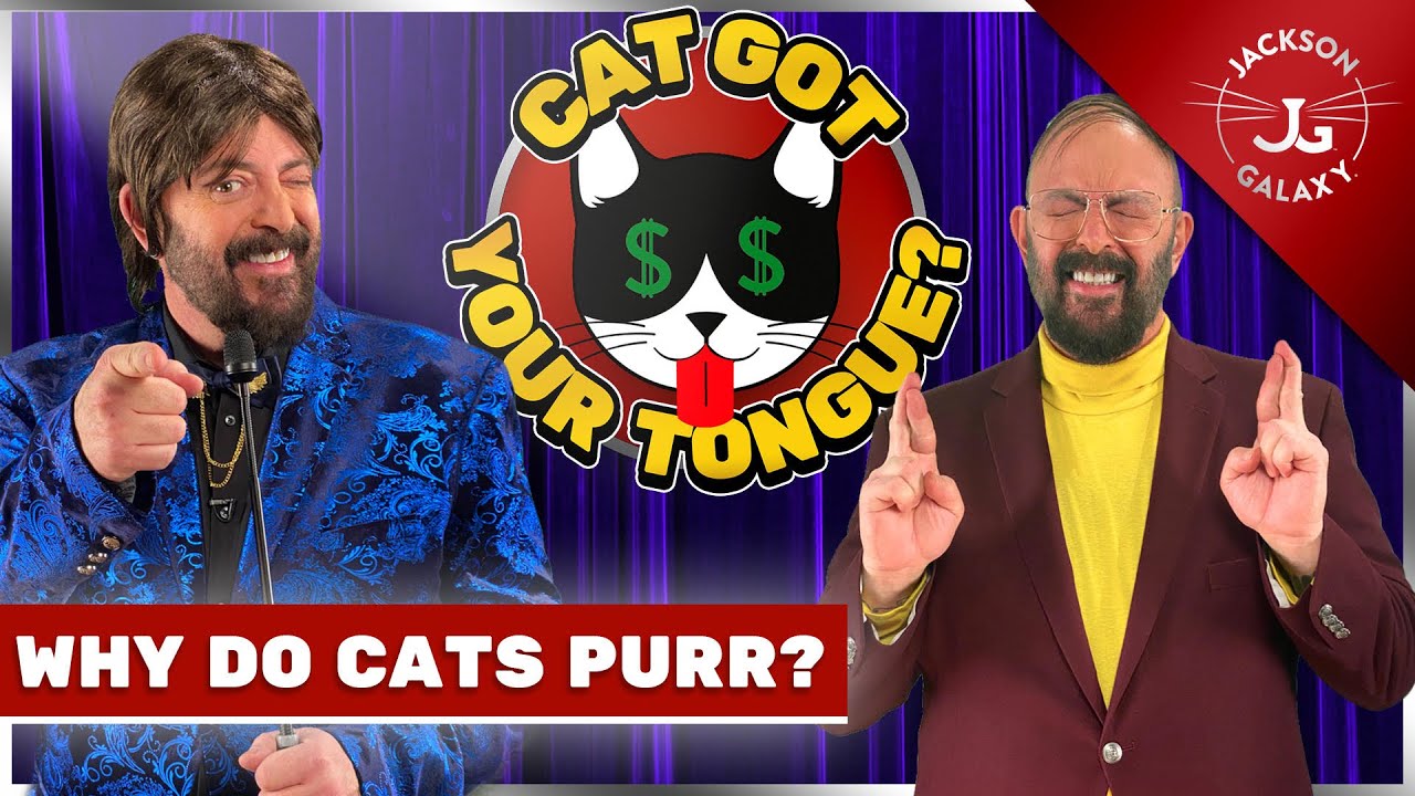 Why Do Cats Purr? | What Cat Purring REALLY Means | Jackson Galaxy