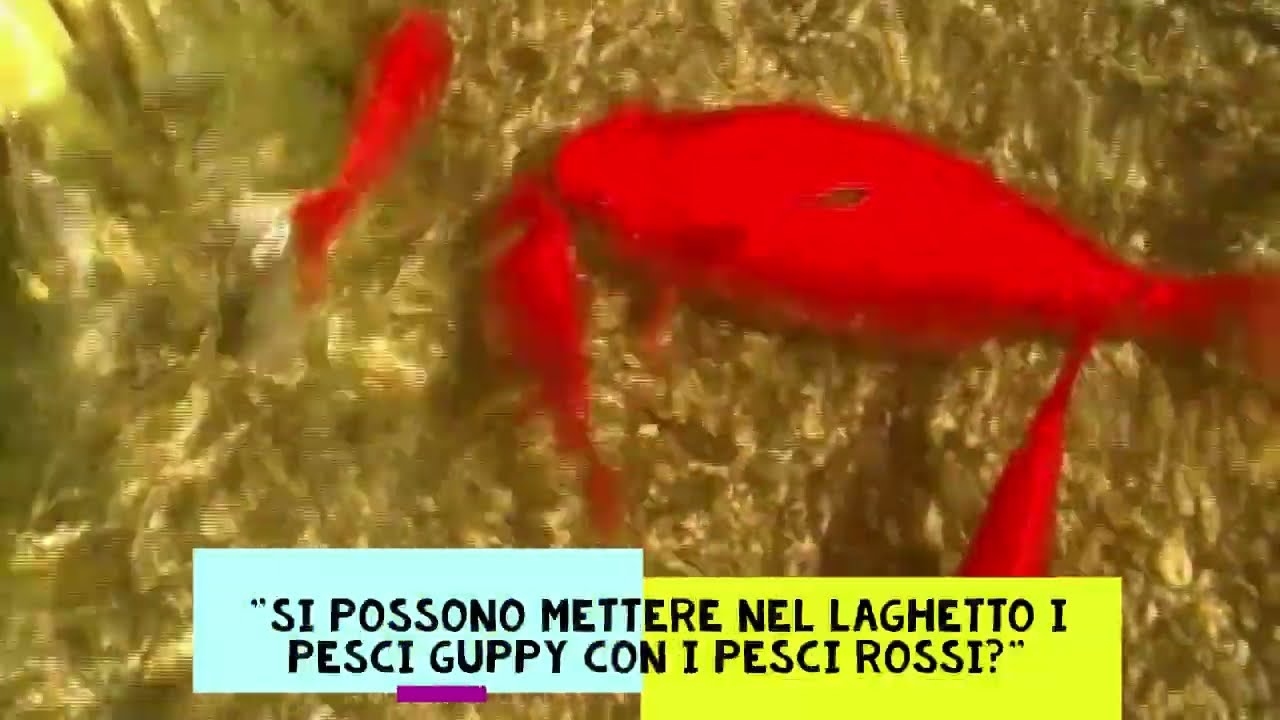 I pesci Guppy nel laghetto, insieme ai pesci rossi, ci possono stare? Ecco come faccio io ogni anno