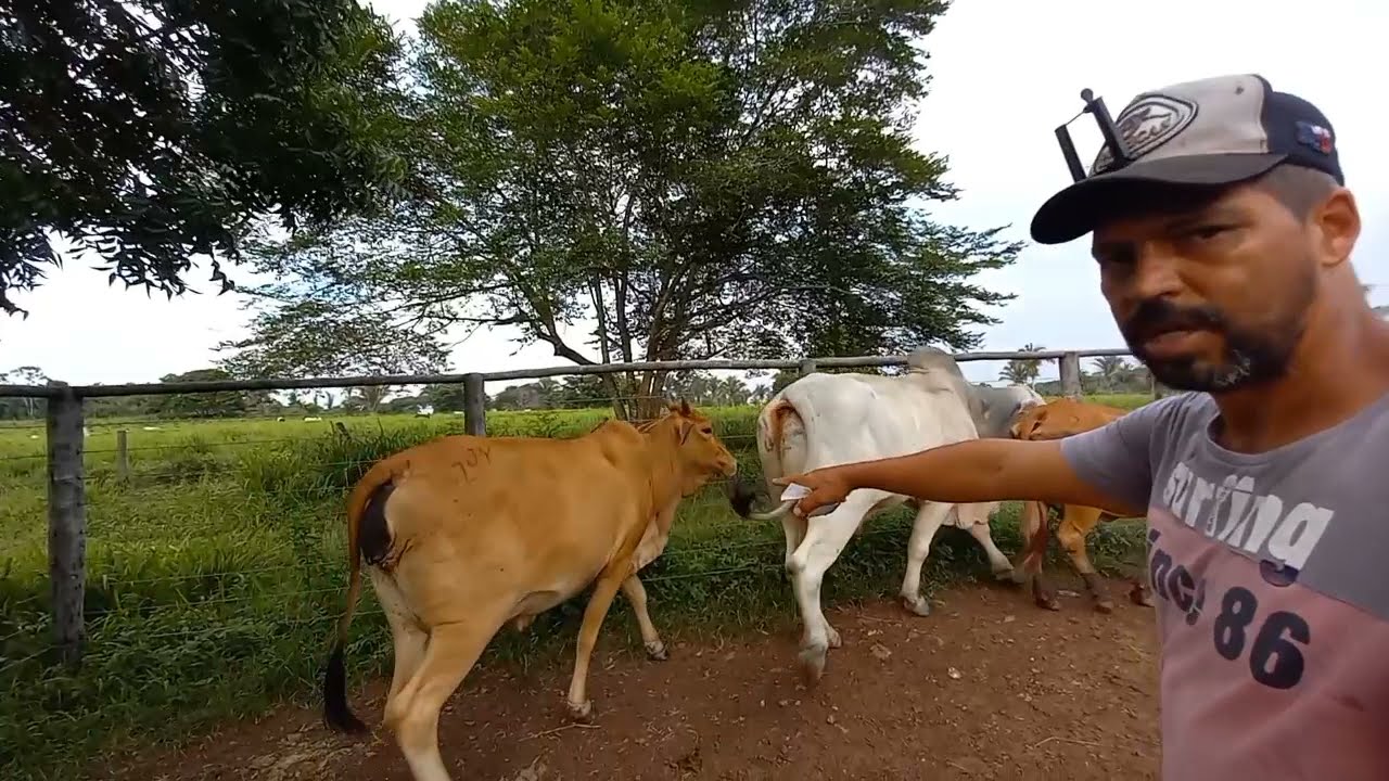 como tratar Diarreia preta, em Bezerro