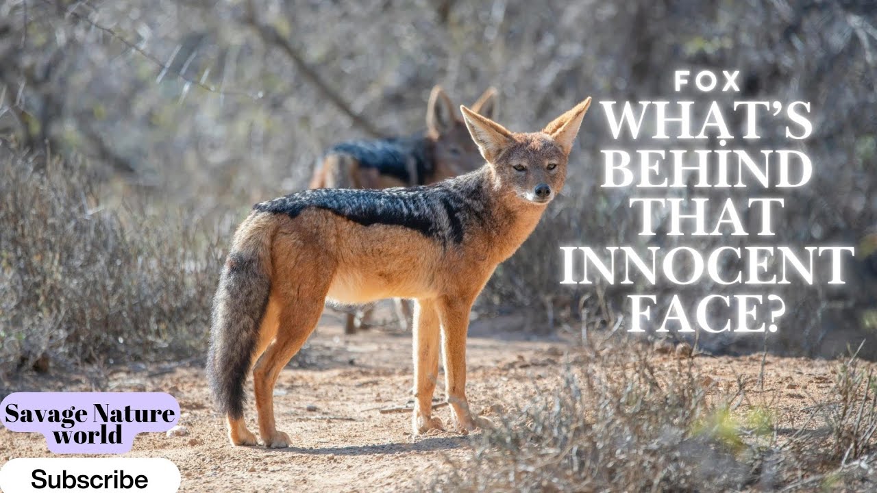 Master of Cunning: How Foxes Survive in the Wild #fox #animals #foxes #documentary #nature 