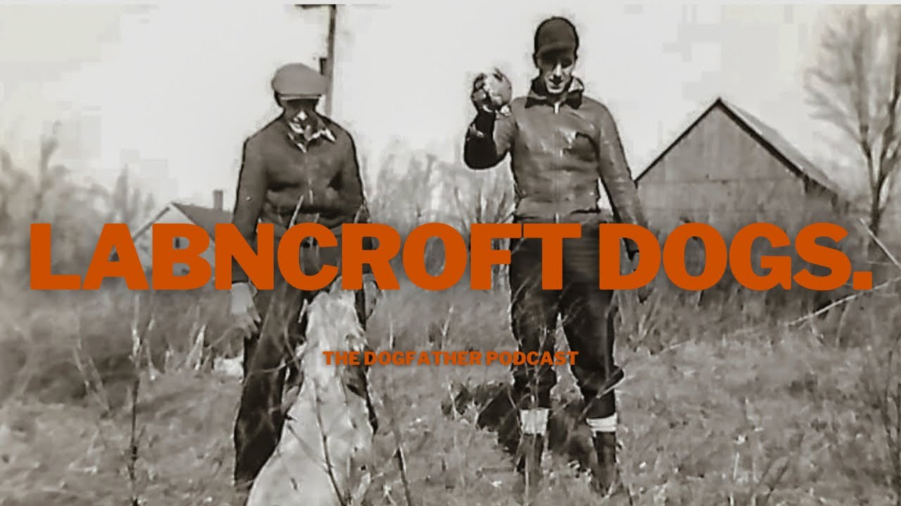 This American Family Have Bred Gundogs For 136 Years: Setters, Brittanys & Labradors