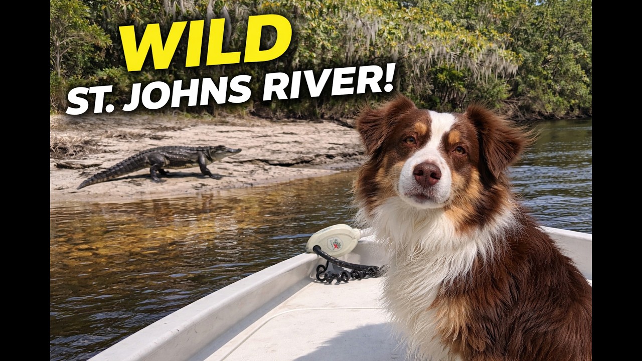Cruising the St. Johns River | A Peaceful Florida Nature Boat Ride