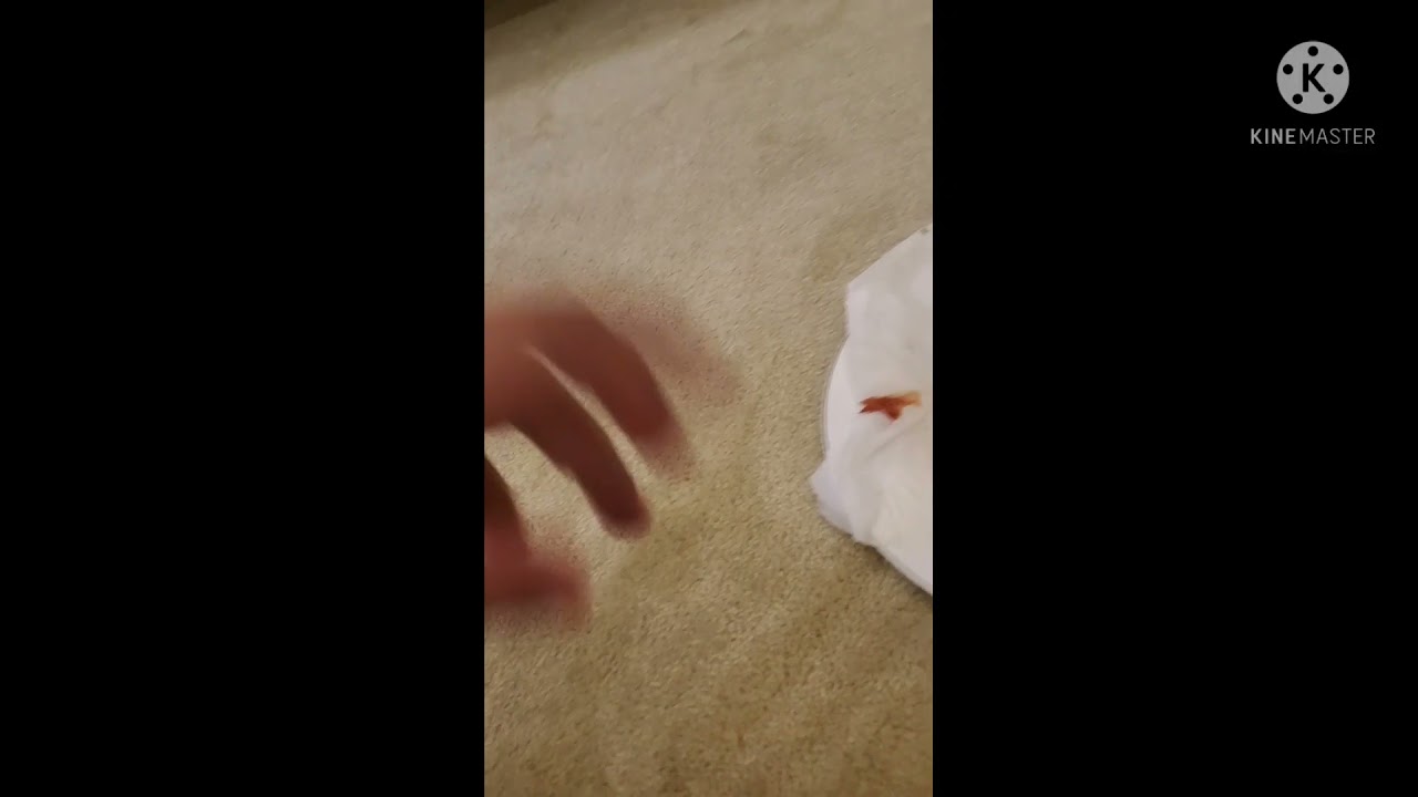 shark puppet having a NIGHTMARE! (PART 2) ( MONSTER VS FEARFUL HARMONY UNIKITTY)