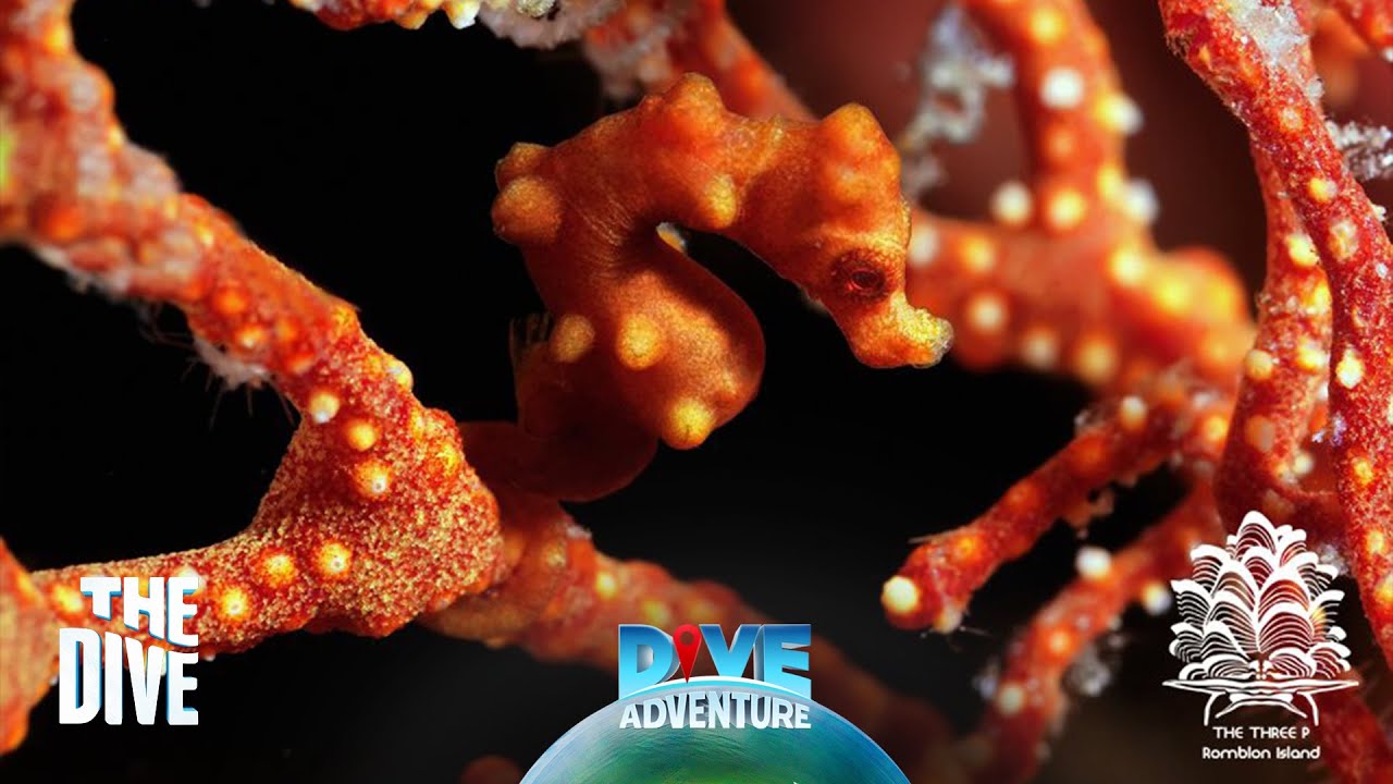 Where to find Marine Critters in the Phillippines? #TheDivePH