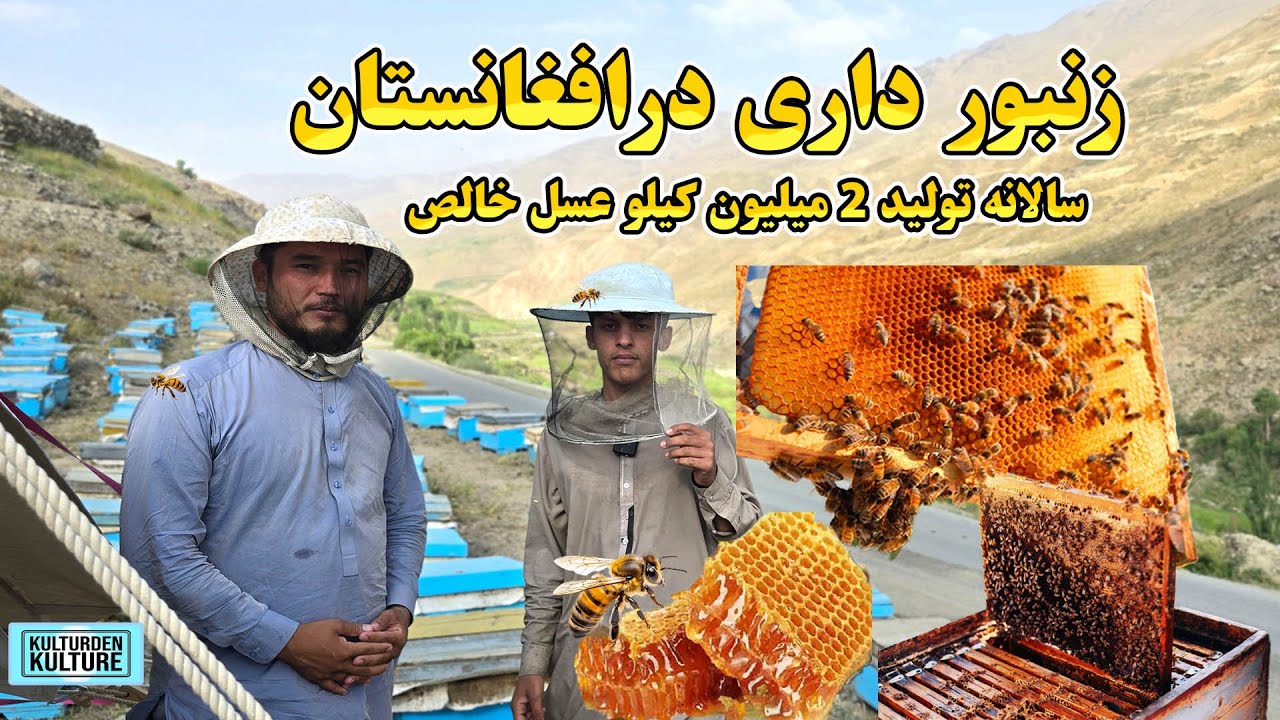 زنبورداری درافغانستان، تولید عسل باکیفیت درافغانستان، افغانستان سالانه 2 میلیون کیلو عسل تولید میکند