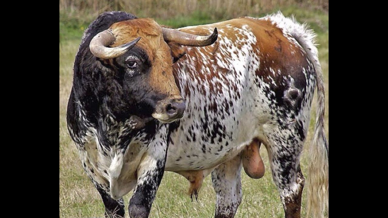 The Red Speckled Bull