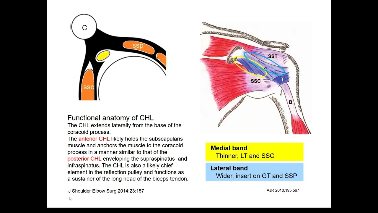 Basics: Shoulder Rotator Interval 서경진