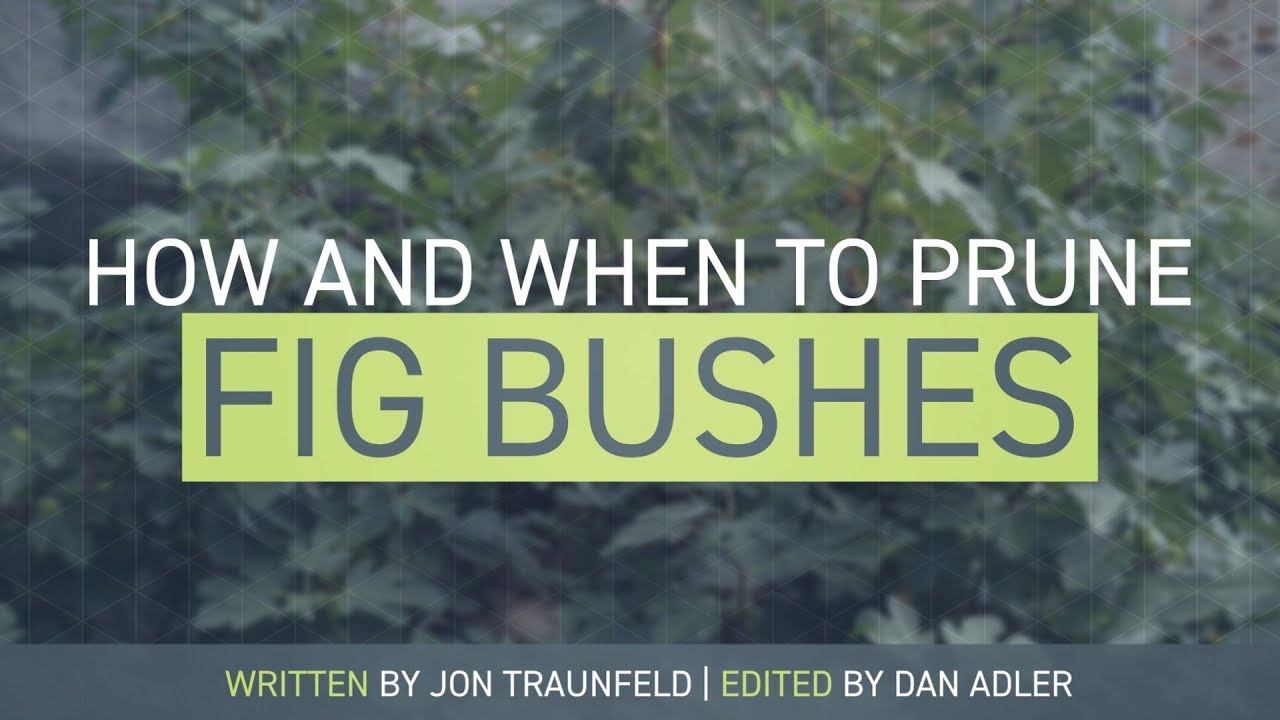 How and When to Prune a Fig Bush - Mini Video