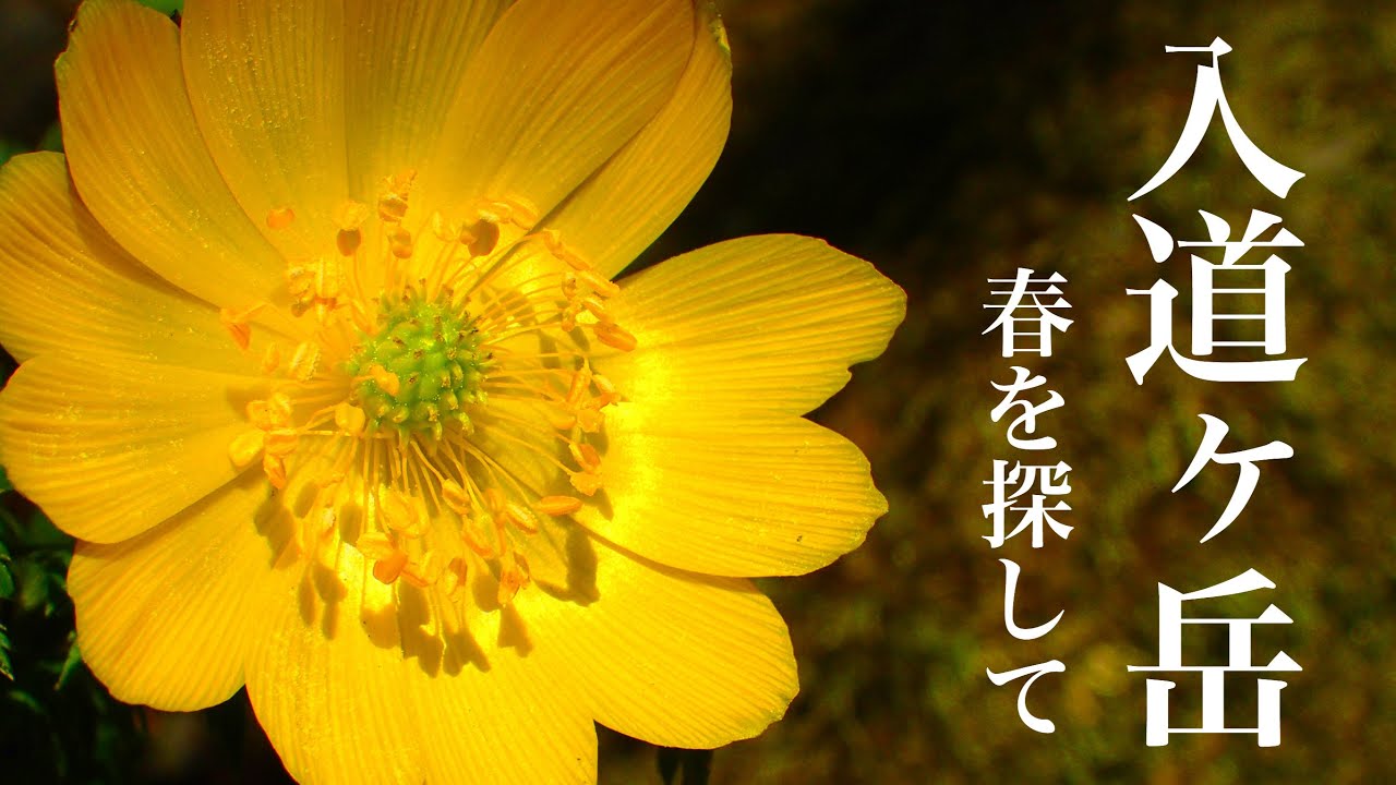 【登山】春到来♪お花を探しに鈴鹿の入道ヶ岳へ