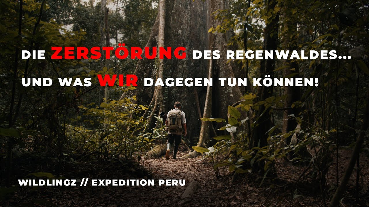 Die Zerstörung des Regenwaldes, und was WIR dagegen tun können! | Expedition Peru | WILDLINGZ