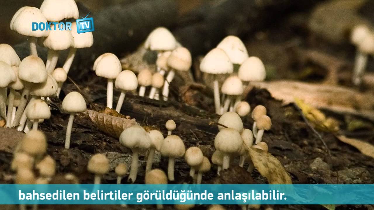 Mantar Zehirlenmesi