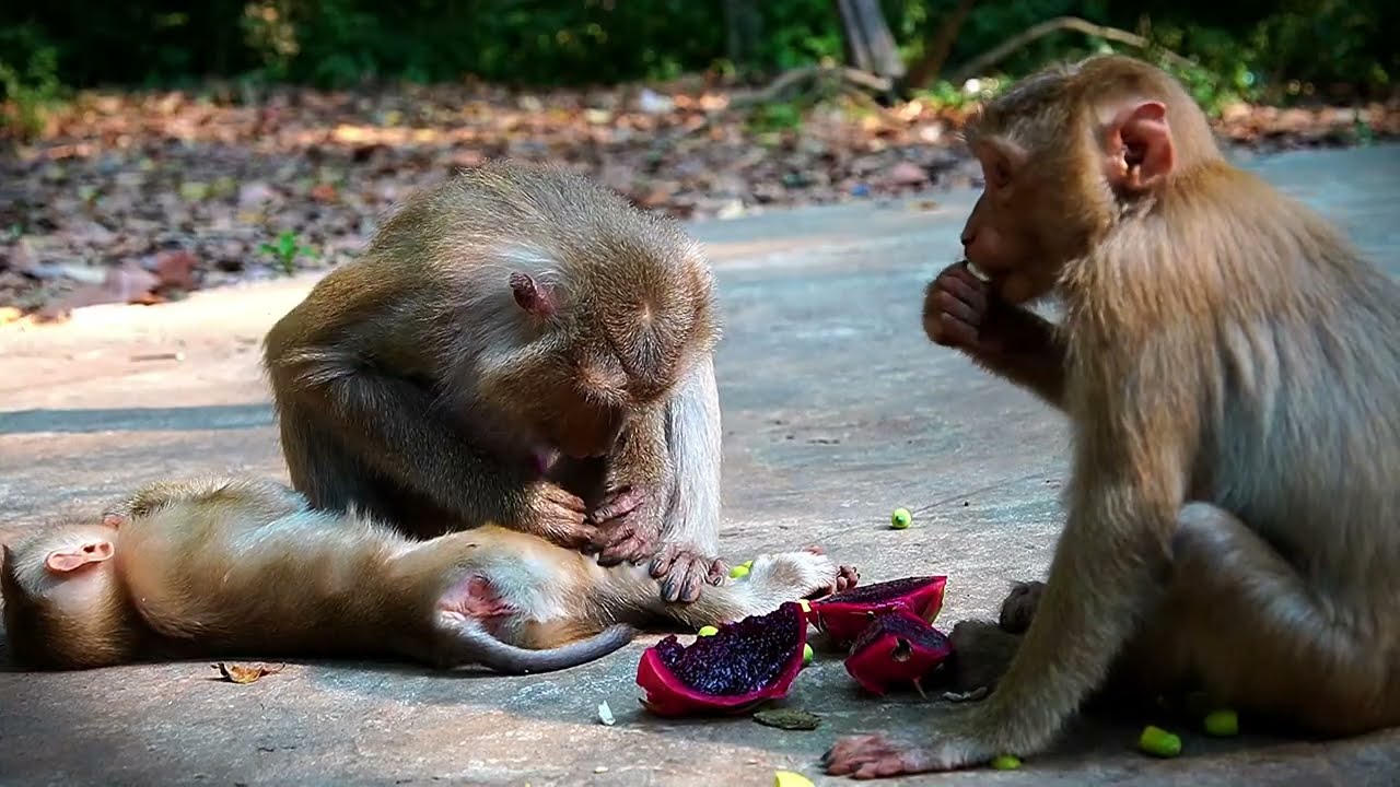 Such Nice Family Monkeys of Moms Joyce Luna And Libby