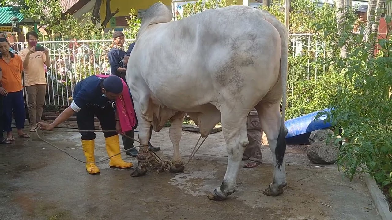 hewan kurban pa dokter 2022 sapi dari setia farm 😎😎