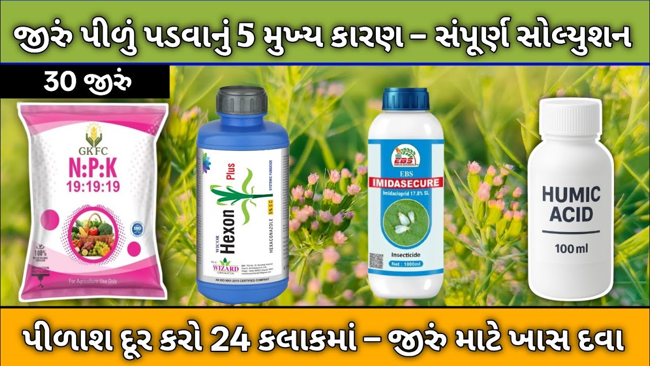 #જીરું પીળું દેખાય છે આ 1 સ્પ્રેમાં લીલું થઈ જશે!  જીરું પીળું પડવાનું મુખ્ય કારણ અને તેનો 100% ઉપાય