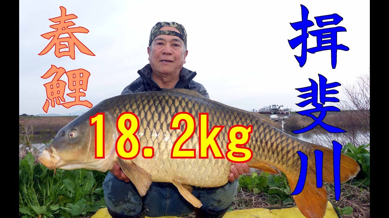 揖斐川に野鯉を探る- 早春の大鯉18 2kg